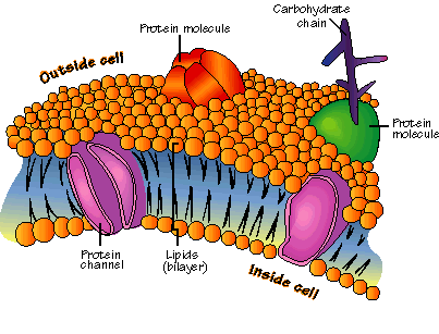 세포막의 구조 (출처: http://library.thinkquest.org/C004535/cell_membranes.html)